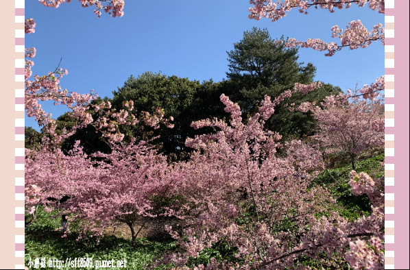 108.3.2.(129)福壽山農場-千櫻園.JPG