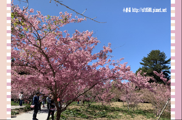 108.3.2.(202)福壽山農場-千櫻園.JPG