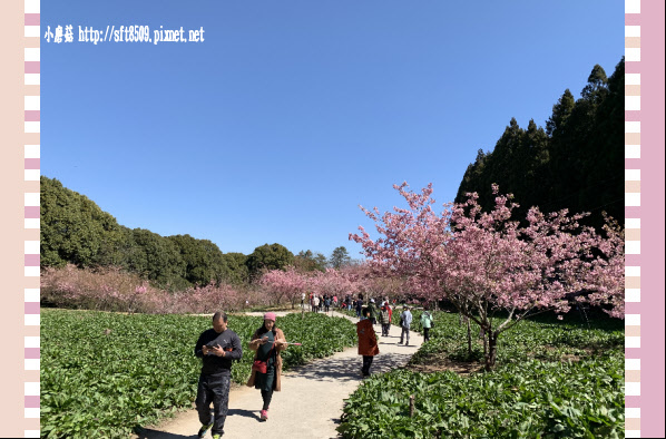 108.3.2.(211)福壽山農場-千櫻園.JPG