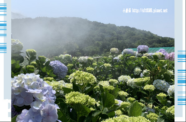 108.5.12.(7)竹子湖-花與樹繡球花田.JPG