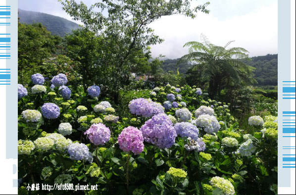 108.5.12.(9)竹子湖-花與樹繡球花田.JPG