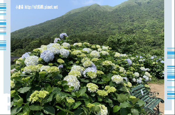 108.5.12.(27)竹子湖-花與樹繡球花田.JPG