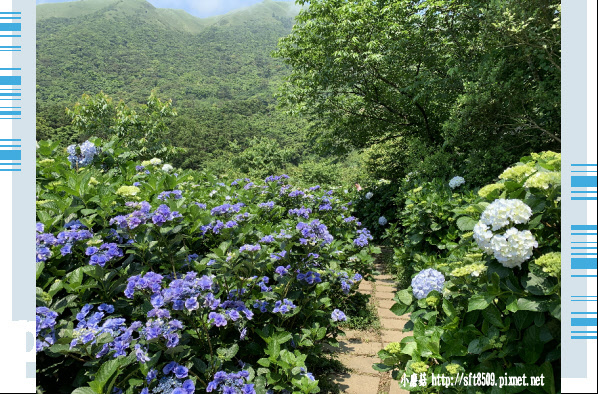 108.5.12.(44)竹子湖-花與樹繡球花田.JPG