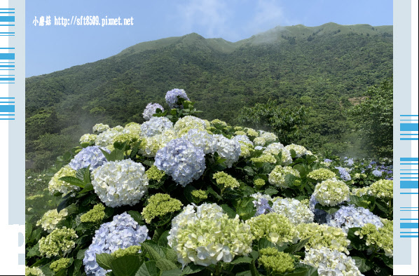 108.5.12.(35)竹子湖-花與樹繡球花田.JPG