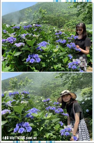 108.5.12.(51)竹子湖-花與樹繡球花田.JPG