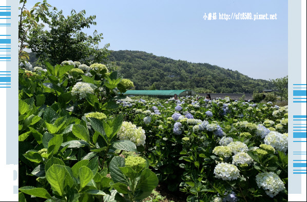 108.5.12.(98)竹子湖-花與樹繡球花田.JPG