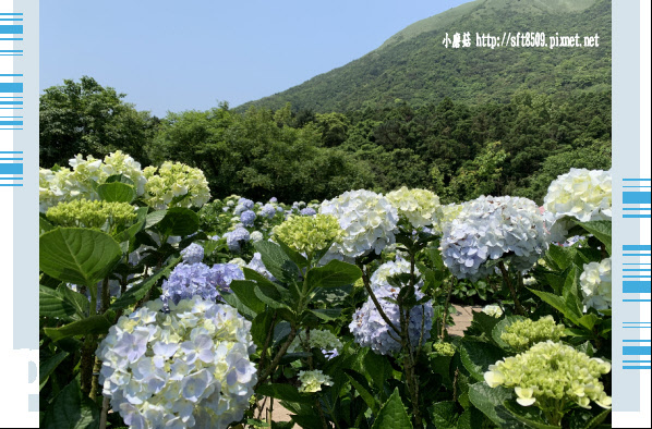 108.5.12.(102)竹子湖-花與樹繡球花田.JPG