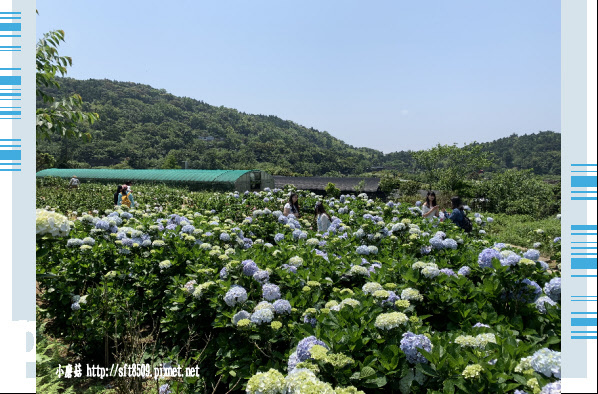 108.5.12.(99)竹子湖-花與樹繡球花田.JPG