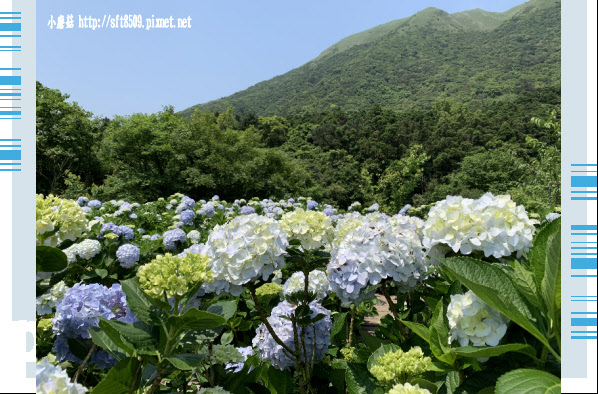 108.5.12.(100)竹子湖-花與樹繡球花田.JPG