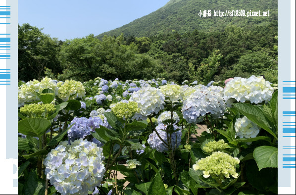 108.5.12.(101)竹子湖-花與樹繡球花田.JPG