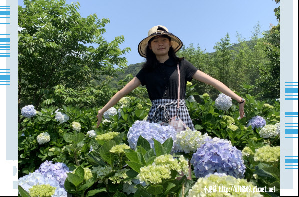 108.5.12.(111)竹子湖-花與樹繡球花田.JPG