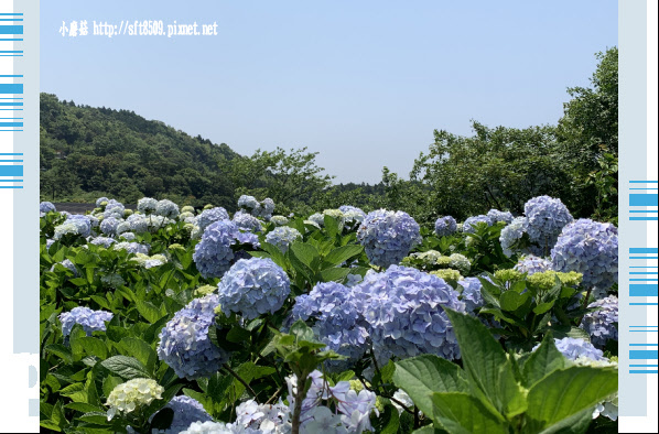 108.5.12.(120)竹子湖-花與樹繡球花田.JPG