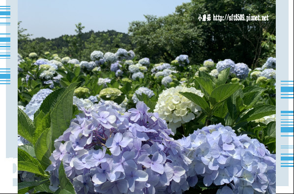 108.5.12.(132)竹子湖-花與樹繡球花田.JPG