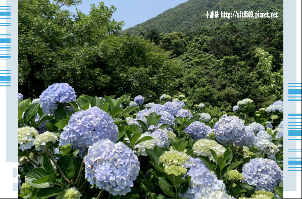 108.5.12.(124)竹子湖-花與樹繡球花田.JPG