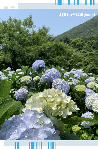 108.5.12.(126)竹子湖-花與樹繡球花田.JPG