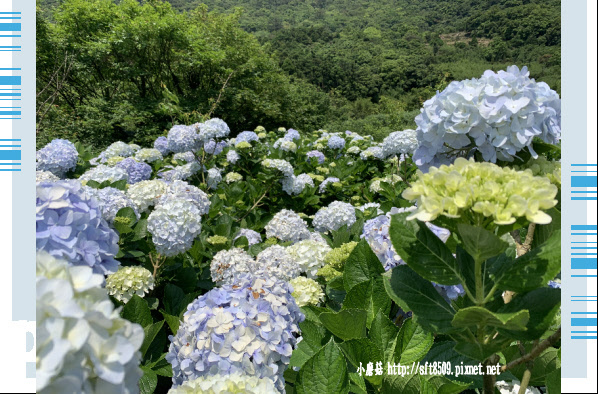 108.5.12.(144)竹子湖-花與樹繡球花田.JPG