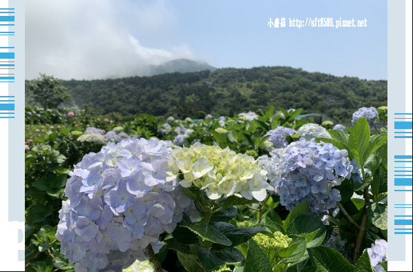 108.5.12.(154)竹子湖-花與樹繡球花田.JPG