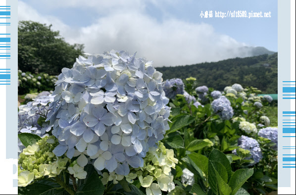 108.5.12.(162)竹子湖-花與樹繡球花田.JPG