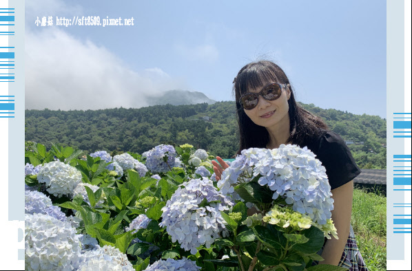 108.5.12.(170)竹子湖-花與樹繡球花田.JPG