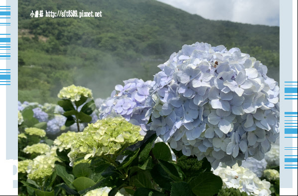 108.5.12.(179)竹子湖-花與樹繡球花田.JPG