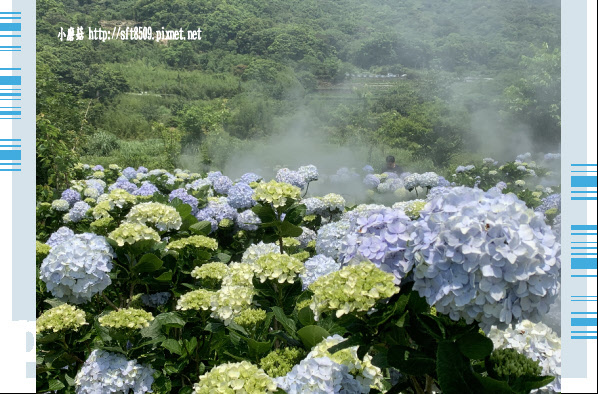 108.5.12.(176)竹子湖-花與樹繡球花田.JPG