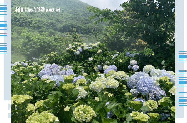 108.5.12.(180)竹子湖-花與樹繡球花田.JPG