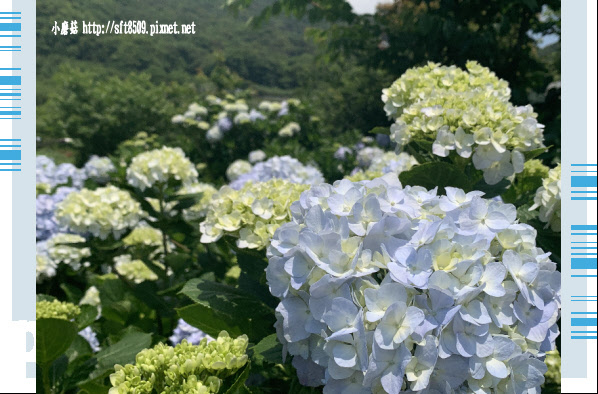 108.5.12.(187)竹子湖-花與樹繡球花田.JPG