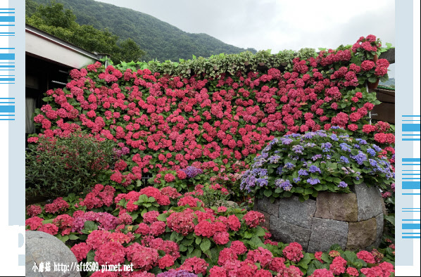 108.5.26.(34)竹子湖-大賞園繡球花田.JPG