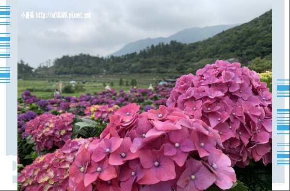 108.5.26.(52)竹子湖-大賞園繡球花田.JPG