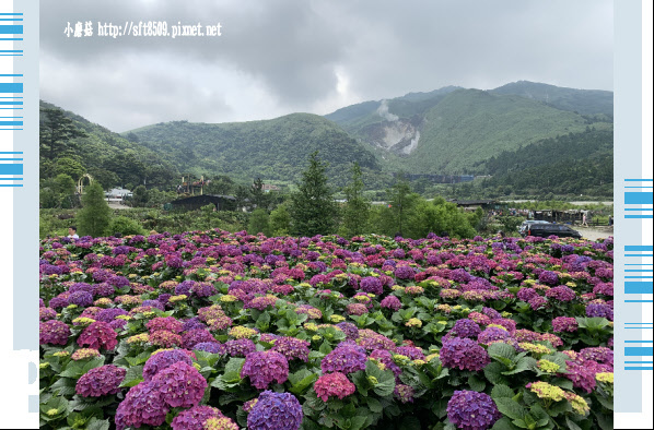 108.5.26.(100)竹子湖-大賞園繡球花田.JPG