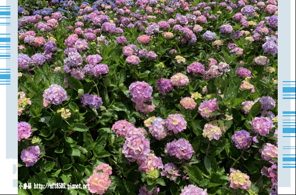 108.5.30.(122)竹子湖-花谷繡球花園.JPG