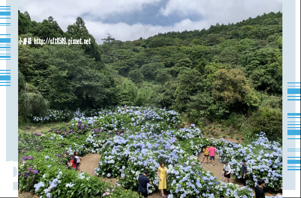 108.5.30.(6)竹子湖-午後陽光繡球花田.JPG