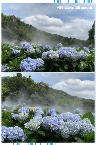 108.5.30.(17)竹子湖-午後陽光繡球花田.JPG