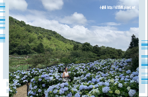 108.5.30.(95)竹子湖-午後陽光繡球花田.JPG