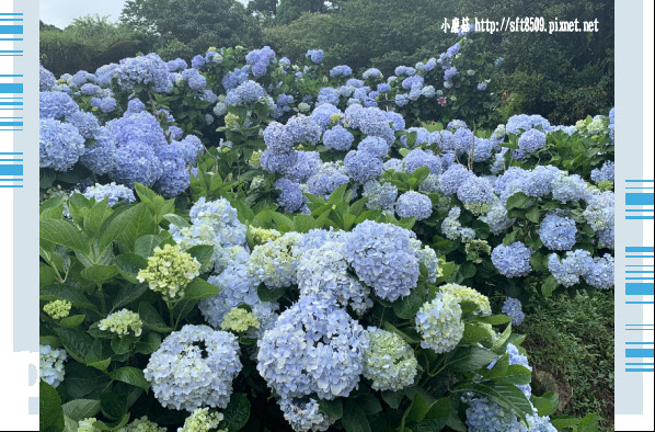 108.5.30.(104)竹子湖-午後陽光繡球花田.JPG