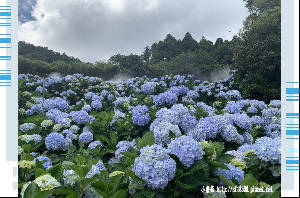 108.5.30.(115)竹子湖-午後陽光繡球花田.JPG