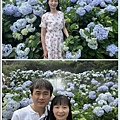 108.5.30.(119)竹子湖-午後陽光繡球花田.JPG