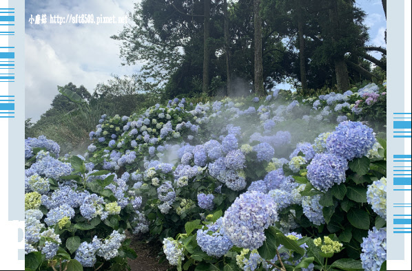 108.5.30.(135)竹子湖-午後陽光繡球花田.JPG