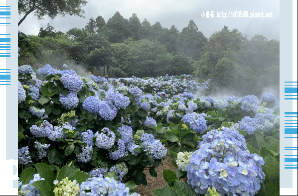 108.5.30.(143)竹子湖-午後陽光繡球花田.JPG