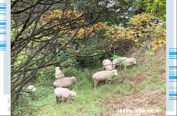 108.6.22.(83)南投清境-青青草原.JPG