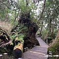 108.7.26.(106)太平山-檜木原始林自然步道.JPG