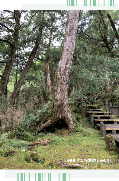 108.7.26.(115)太平山-檜木原始林自然步道.JPG