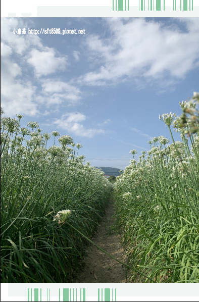 108.9.14.(50)大溪-雪白的韮菜花田.JPG