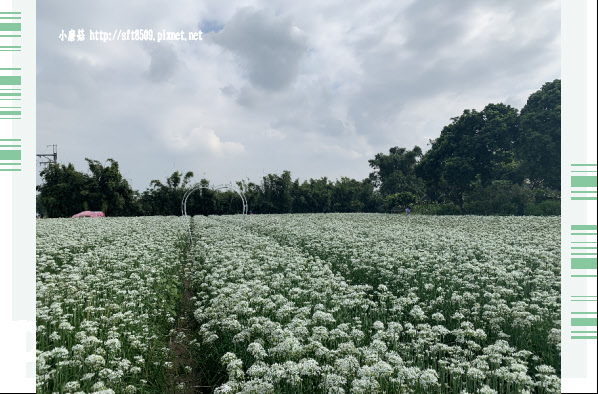 108.9.14.(78)大溪-雪白的韮菜花田.JPG