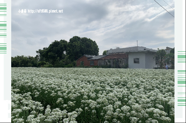 108.9.14.(79)大溪-雪白的韮菜花田.JPG