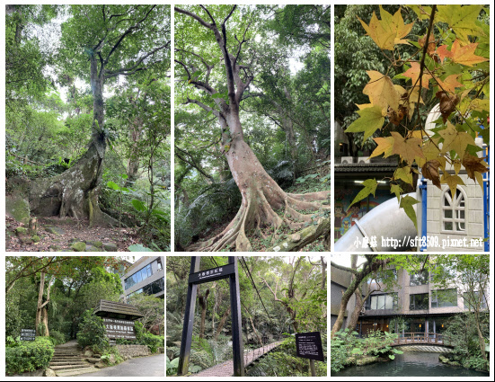 新北景點 大板根森林溫泉渡假村 旅展精緻遊一日券 森林遊園 露天溫泉spa 太子西餐 小磨菇的故事館 痞客邦