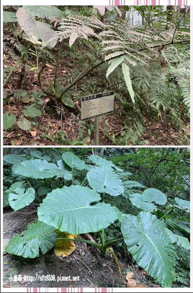 新北景點 大板根森林溫泉渡假村 旅展精緻遊一日券 森林遊園 露天溫泉spa 太子西餐 小磨菇的故事館 痞客邦