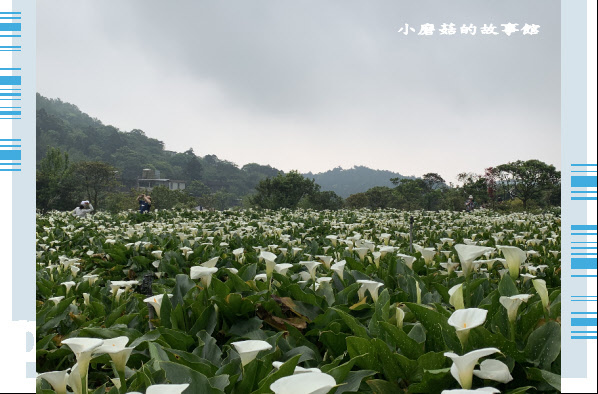 109.4.19.(63)竹子湖-苗榜海芋田.JPG