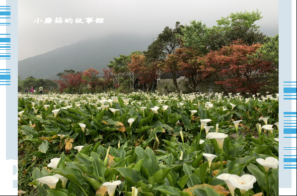 109.4.19.(70)竹子湖-苗榜海芋田.JPG