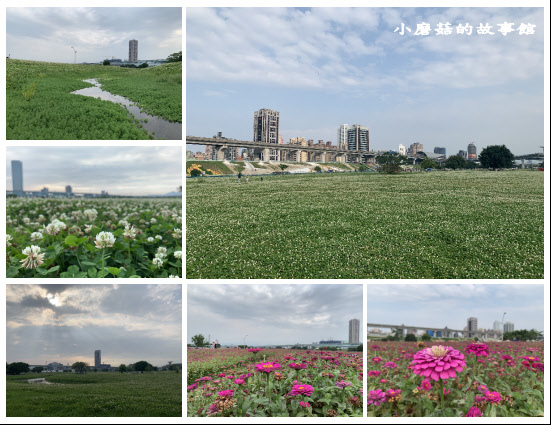 新北景點 新北大都會公園丨雪白的草地丨百日草花海 小磨菇的故事館 痞客邦